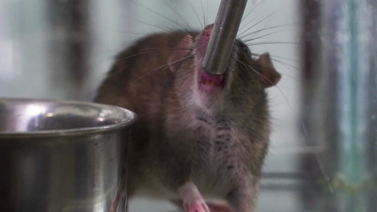 A lab rat mouse drinking water slowmotion laboratory closeup professor doctor