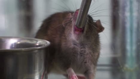 a lab rat mouse drinking water slowmotion laboratory closeup professor doctor