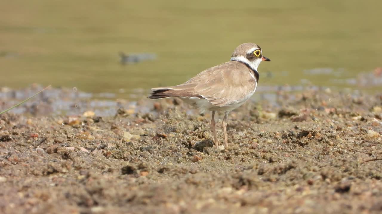 호수에 있는 아름다운 작은 고리 물떼새