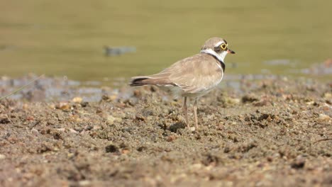 beautiful little ringed plover bird in lake