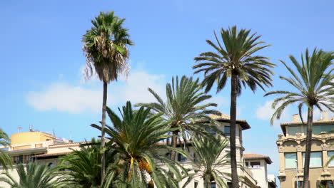 palm trees in the city in front of