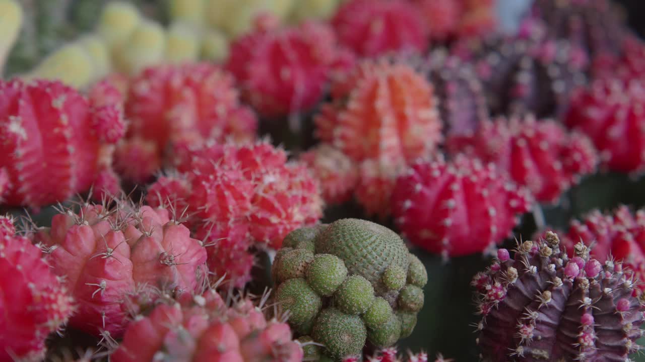 plantas de cactus de colores