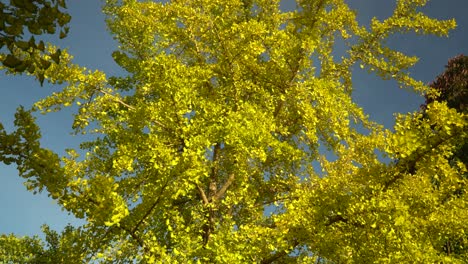 Autumn-Ginkgo-Tree-In-Seoul-Grand-Park,-Gwacheon-City,-Gyeonggi-do,-South-Korea---tilt-down-shot