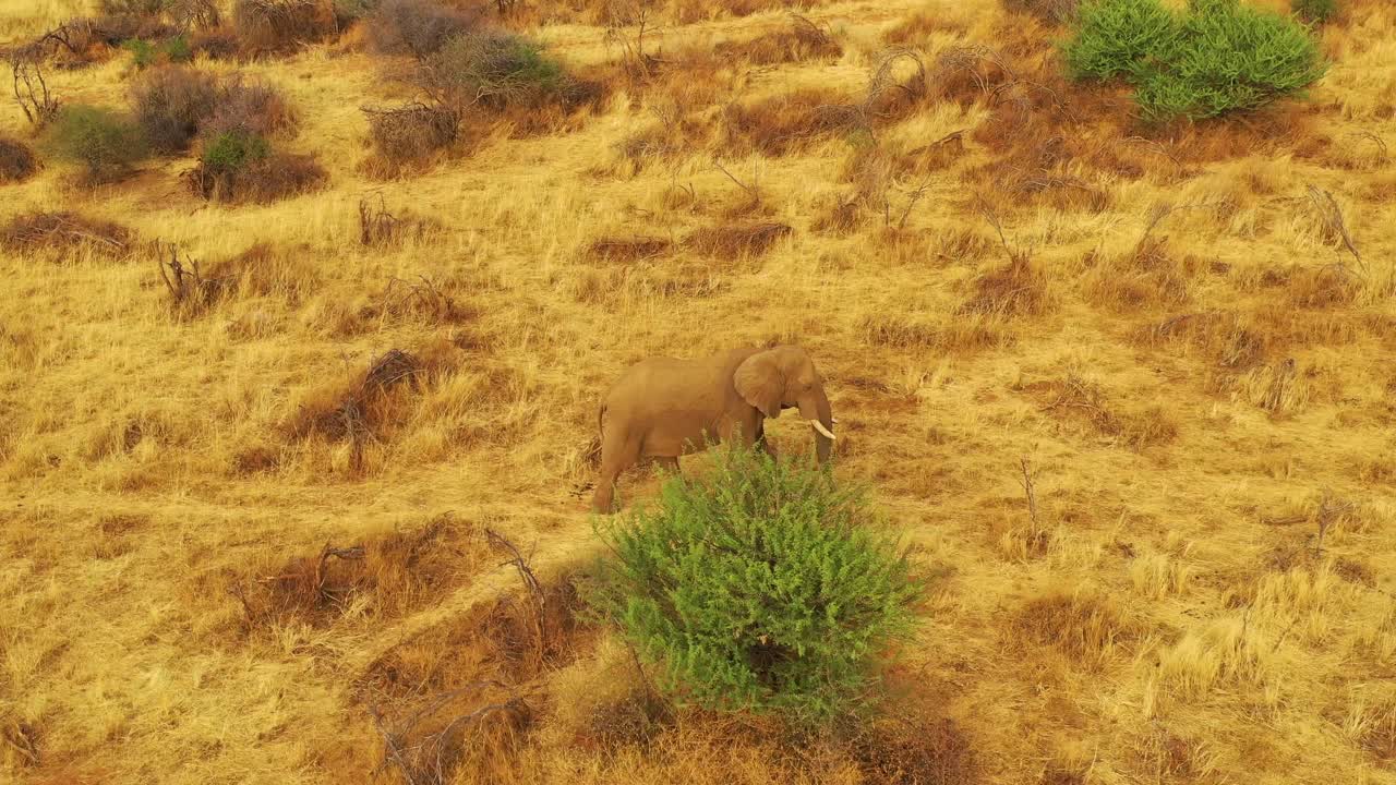 antena de drones sobre un hermoso elefante solo caminando en la sabana en áfrica al atardecer en un safari en el parque erindi namibia 2
