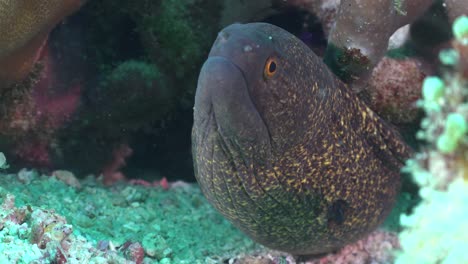 yellow edged moray eel close up between coral rocks