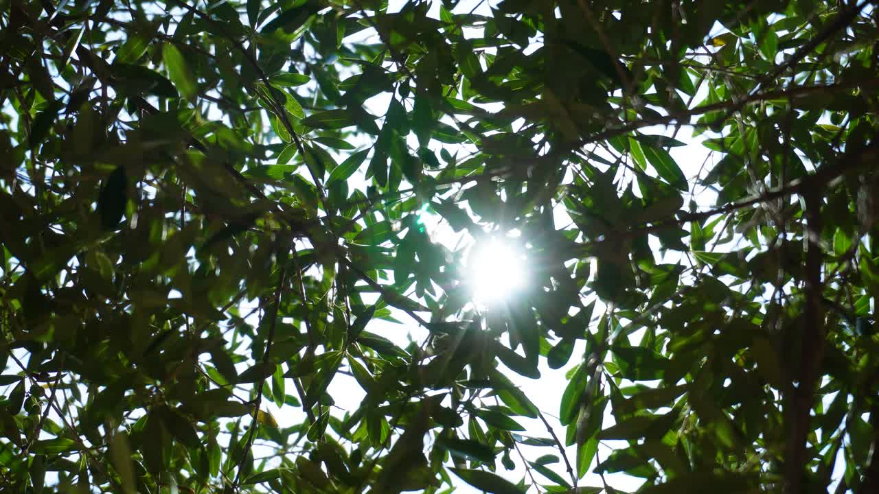 올리브 나무 가지 사이로 반짝이는 강력한 한낮의 햇빛