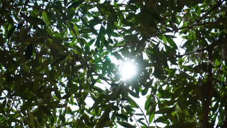 powerful midday sunlight sparkling through the branches of an olive tree