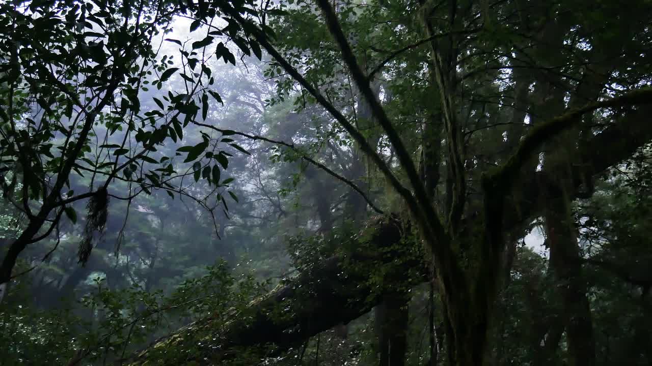 Close up shot of wet rainforest after strong rain during cloudy day in New Zealand