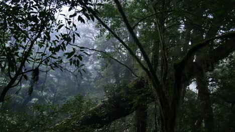 close up shot of wet rainforest after strong rain during cloudy day in new zealand