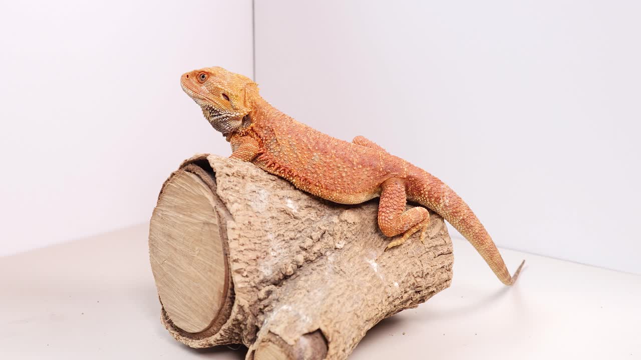A bearded dragon sits calmly on a log in a well-lit, indoor setting, showcasing its vibrant colors
