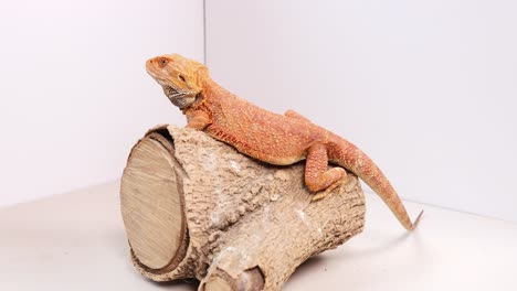 a bearded dragon sits calmly on a log in a well-lit, indoor setting, showcasing its vibrant colors