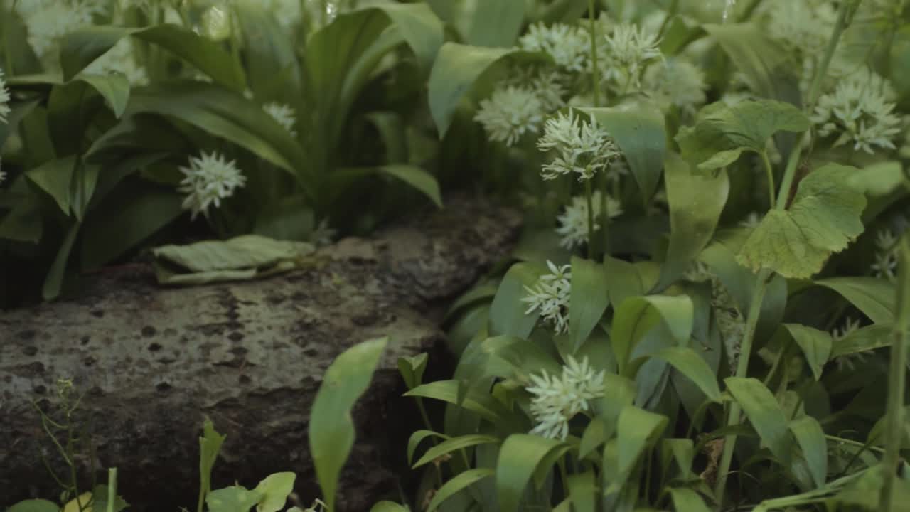 Ramsons wild garlic growing in woodland close up panning shot