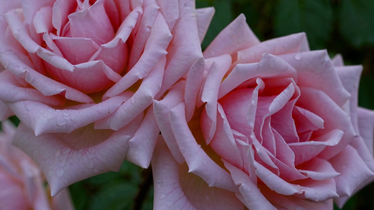 Primer plano de rosas rosadas floreciendo en un jardín