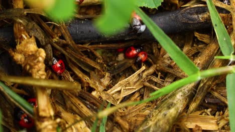 macro video of red and black stink bug nymphs