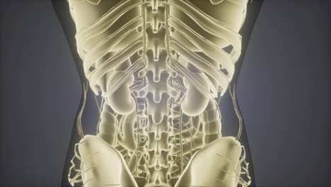 Anatomie-Tomographie-Scan-Des-Menschlichen-Körpers