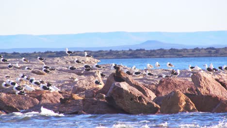 large colony of kelp gulls on a exposed rocky island with a odd pair of giant petrels