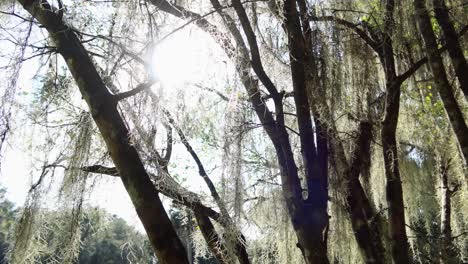 Vegetation-In-Blue-Spring-Orlando-Florida-An-Einem-Sonnigen-Nachmittag