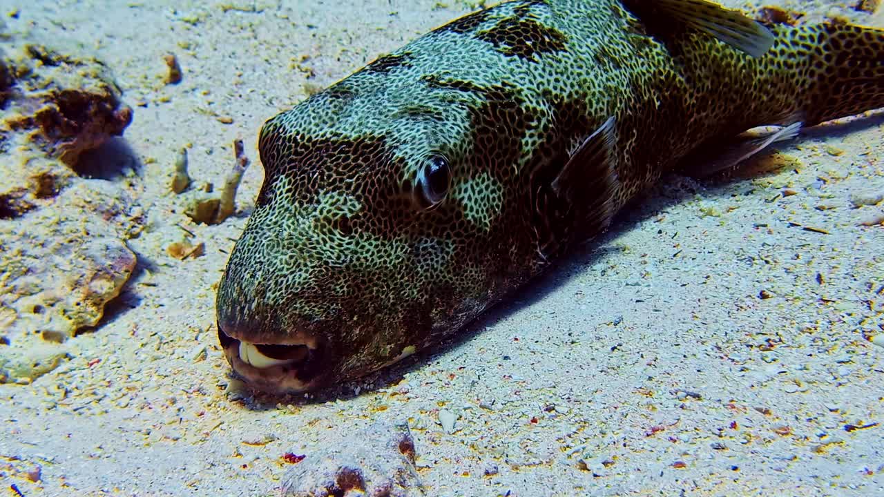 Pesce palla stellato da vicino, fondale marino del Mar Rosso, grandi dimensioni, acque poco profonde