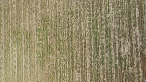 grassy field tiled in burgaw, north carolina aerial topdown