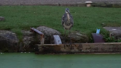 Caza-De-Aves-De-Garza-Gris-Del-Reino-Unido-En-El-Canal-Del-Río-De-La-Mañana-Oscura