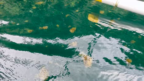 footage from a boat sailing around sohoton cove near siargao island in the philippines, where you can swim with stingless jellyfish