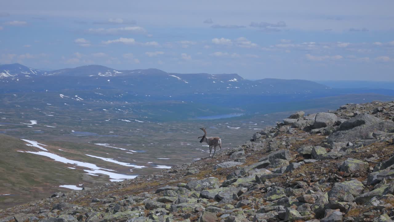 A Reindeer Standing At The Rocky Landscape With A View Of Jamtland Mountains. wide shot
