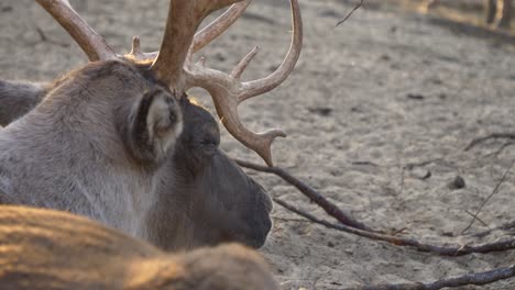 Reindeer-Looks-Tired-And-Sleepy-While-Lying-Down-At-The-Farm-In-Arendel-Norwegian-Village,-Zagorow-Poland