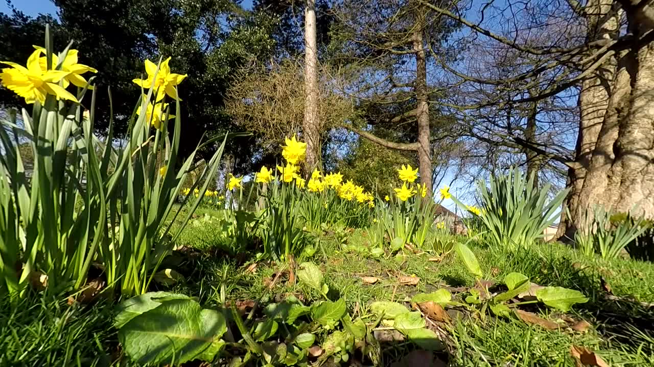 Daffodils in bright sunlight and blowing in the wind