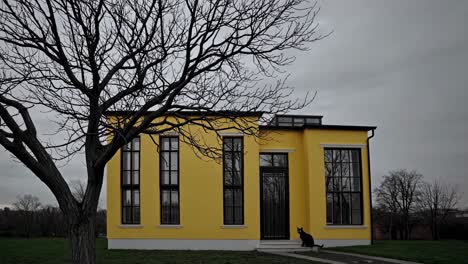 black cat sitting gracefully in front of a stylish yellow modern house, with a bare tree standing in the garden under a cloudy sky during a tranquil late autumn day