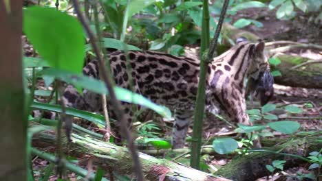 un margay camina por un entorno selvático y recoge una rata