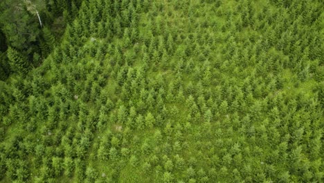 young green pine trees in forest plantation in bohuslan, sweden