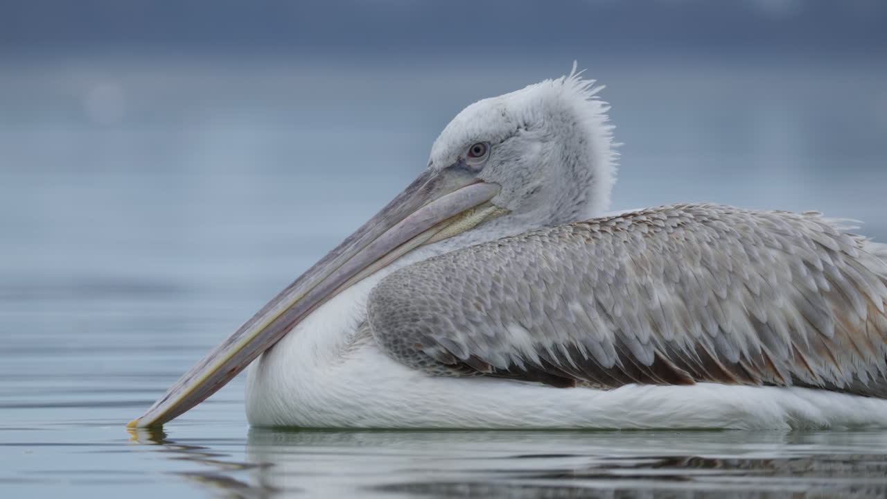 Young Dalmatian Pelican Floating on Calm Lake Kerkini in Winter Greece