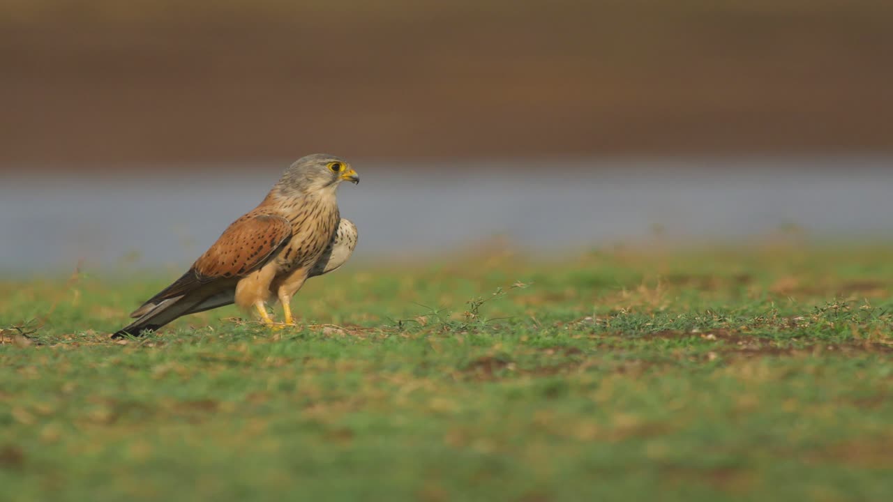 a última hora de la tarde, un pájaro cernícalo común se sienta en la orilla verde de un lago tratando de mirar a su alrededor para encontrar su última comida del día antes de irse a dormir en la india, maharashtra.