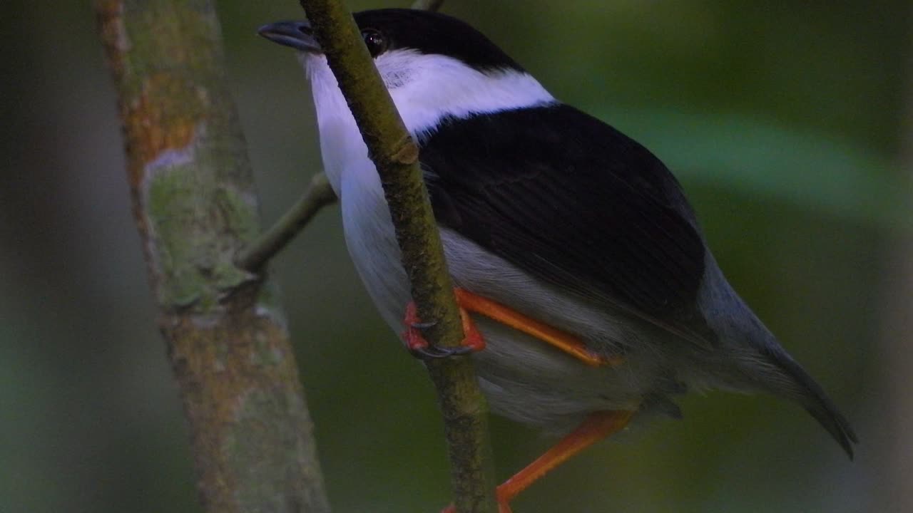 pájaro manakin de barba blanca en una rama de árbol en una región de gran vegetación