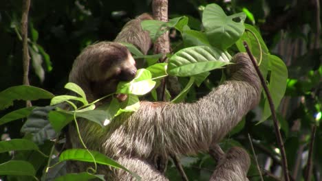 a sloth eats in a tree