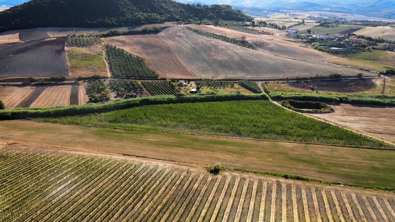 vista aérea del paisaje sobre muchas filas de viñedos, en las colinas de la toscana, en el campo italiano, en un día soleado