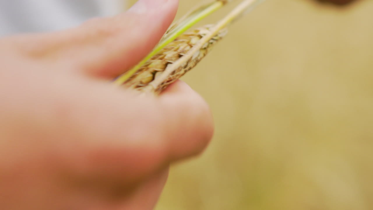 행복한 농부 남자 검사 작물 밀 씨앗 빨대 수확 좋은 수확량 맛있는 밀가루 긴 시리얼 곡물 듀럼 철자 일반적인 농업 문화 농장 토지 산업 품질 현지 완전 채식주의 자 채식주의 자 시장