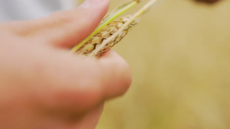 happy farmer man inspecting crops wheat seeds straws from harvest good crop tasty flour long cereal grain durum emmer spelt common agro culture farm land industry quality local vegan vegetarian market