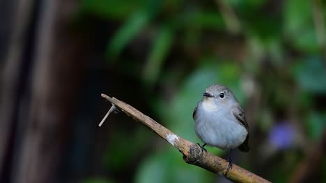 Taiga-Flycatcher,-Female,