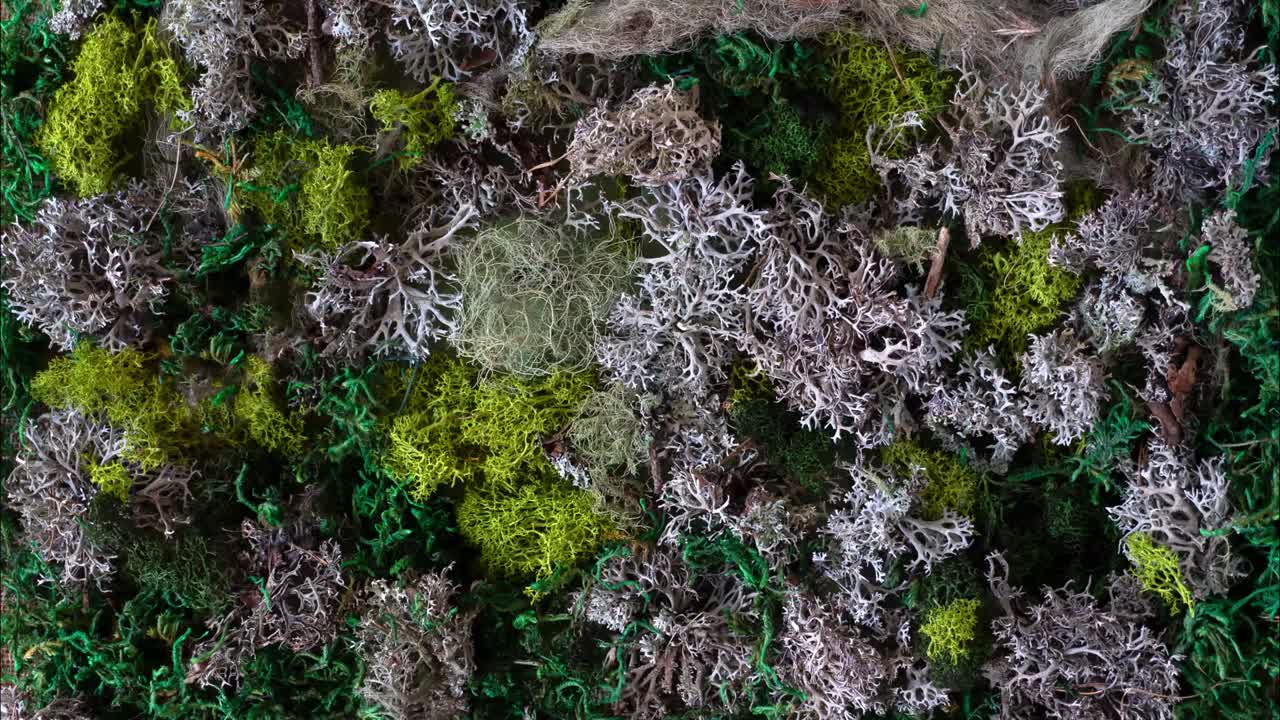animación brillante con el mensaje "ama la naturaleza" en un suelo de musgo verde