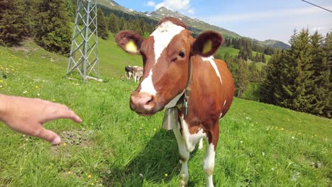 woman petting cow