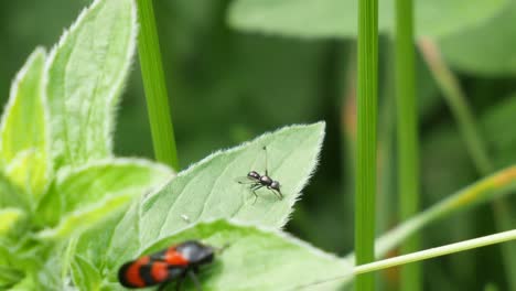 close up shot of a small ant with wings moving his leg next to a red common blood cicada sitting on a green leave in slow motion