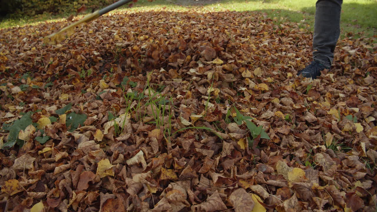 Pulizia autunnale in giardino. Rastrellare le foglie.