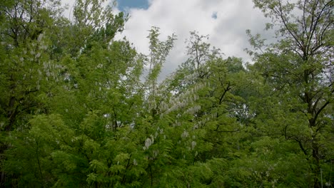 black locust tree canopies with lush green leaves and white flowers