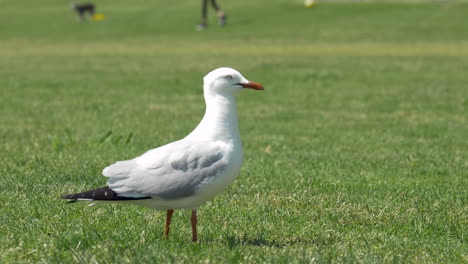 seagull at a green grassy park. close up