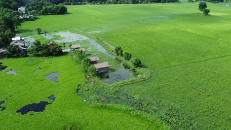 vista aérea de un campo de arroz en arunachal pradesh