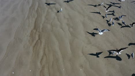 Birds-on-a-beach-head-near-Morgan's-Point-at-LaPorte,-Texas