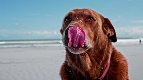 A-brown-Labrador-dog-with-a-collar-on-the-beach-with-his-tongue-out-after-a-walk-and-ears-flapping-in-the-wind