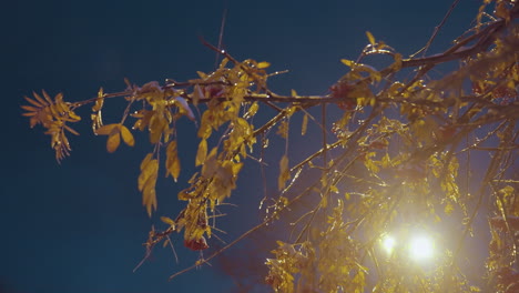 close-up of bare tree branch glowing under golden streetlight, with frozen leaves and icy branches shining softly, set against deep blue night sky