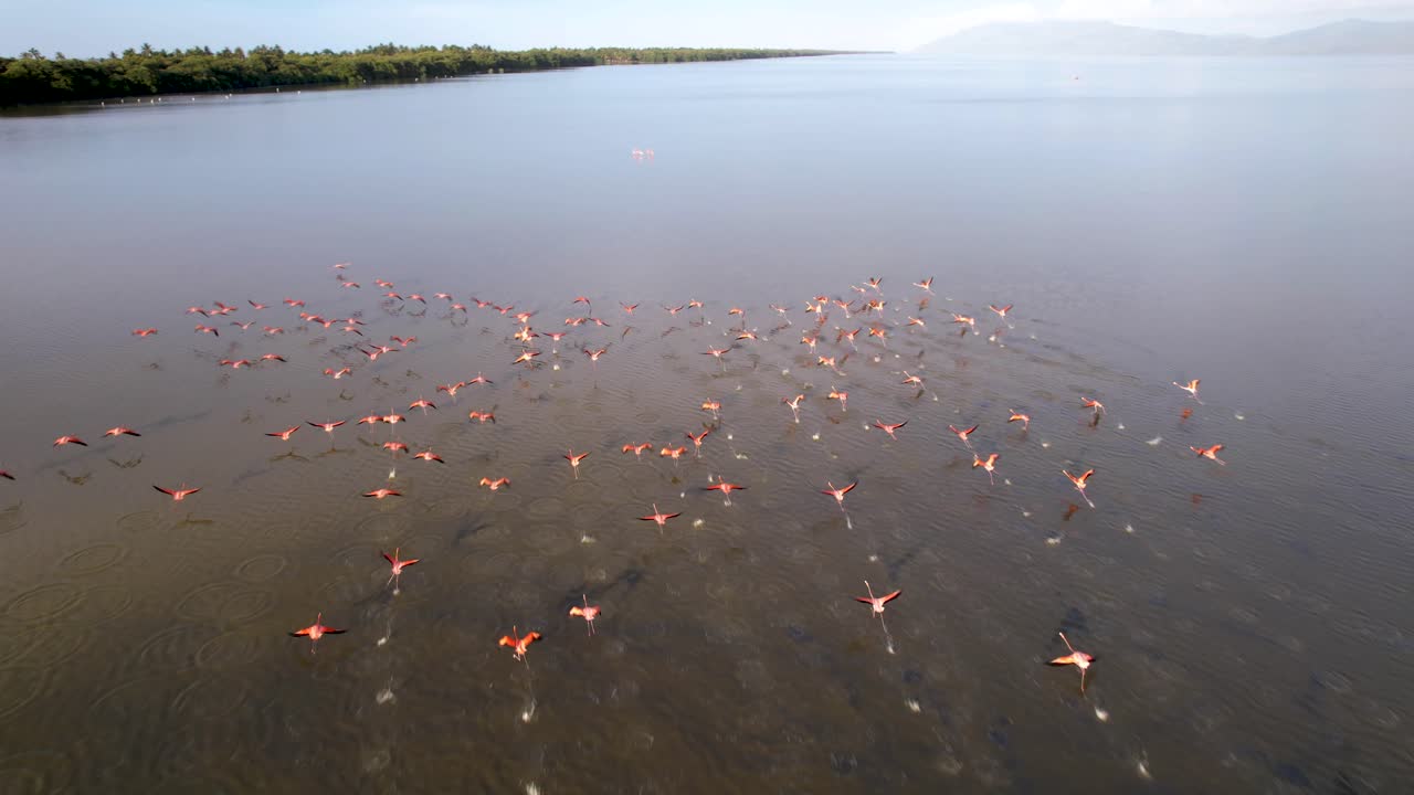 vista aérea de una bandada de flamencos volando en el lago unare, en venezuela